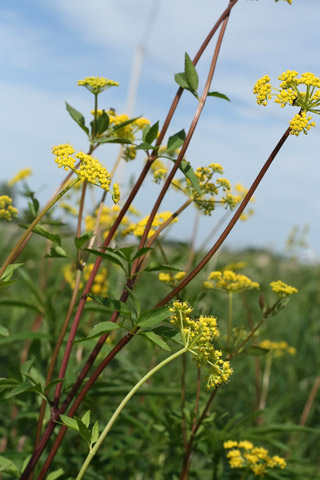 golden Alexanders