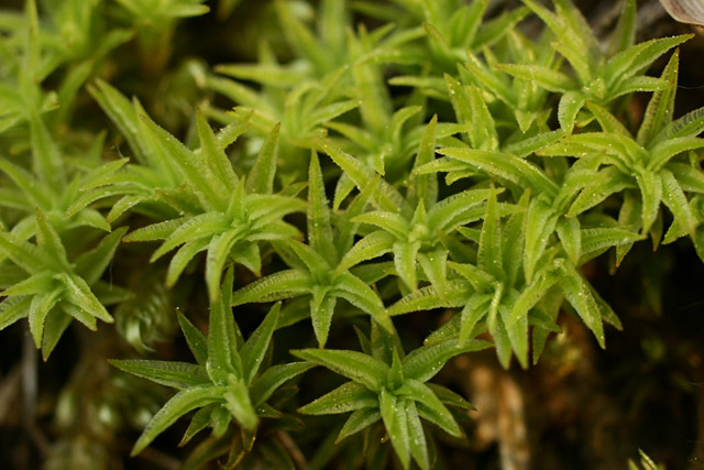 Atrichum angustatum