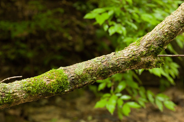 tree branch with Orthotrichum obtusifolium