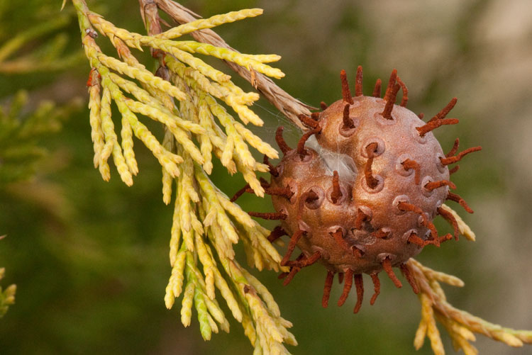 cedar apple on eastern redcedar