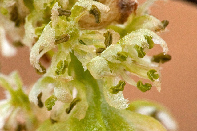 male hackberry flowers