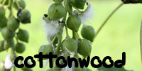 cottonwood