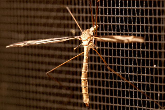 cranefly