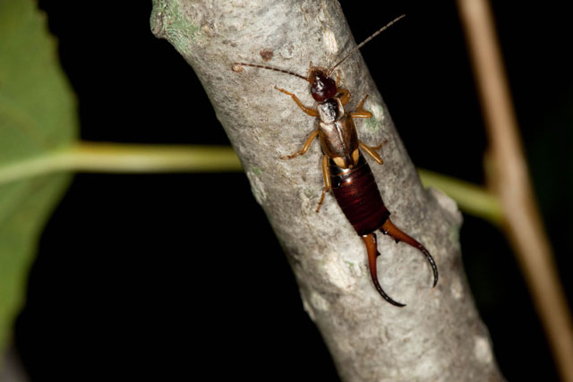 earwig