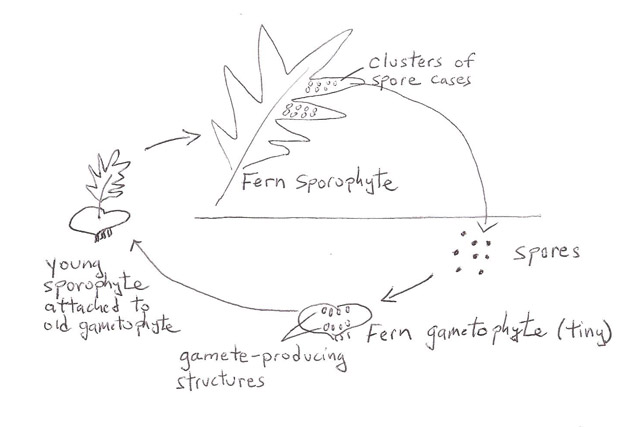 Fern Life Cycle