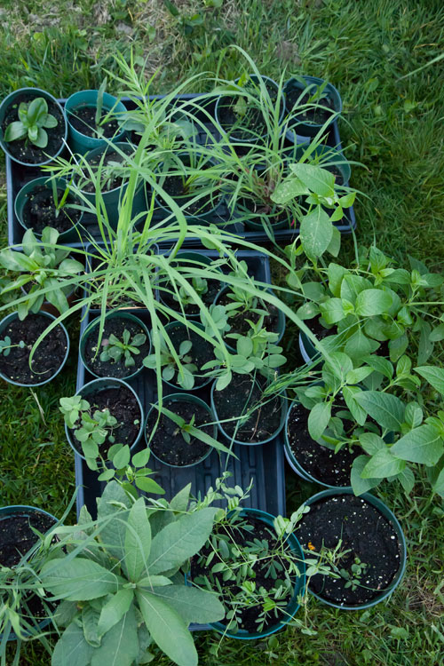 prairie seedlings