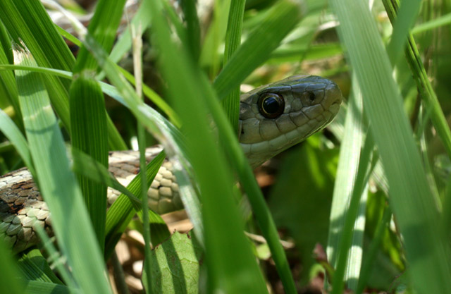 snake in the grass