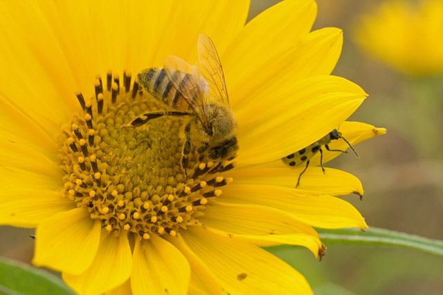 Helianthus maximilianii