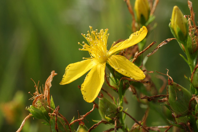 common St. John's-wort flower