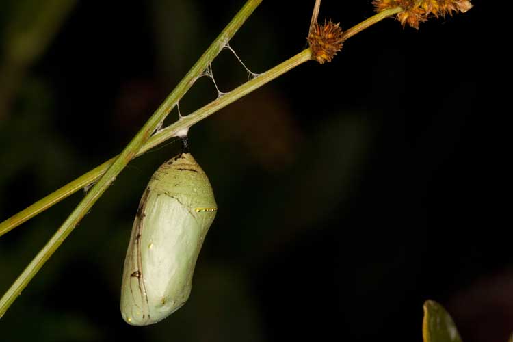 monarch chrysalis