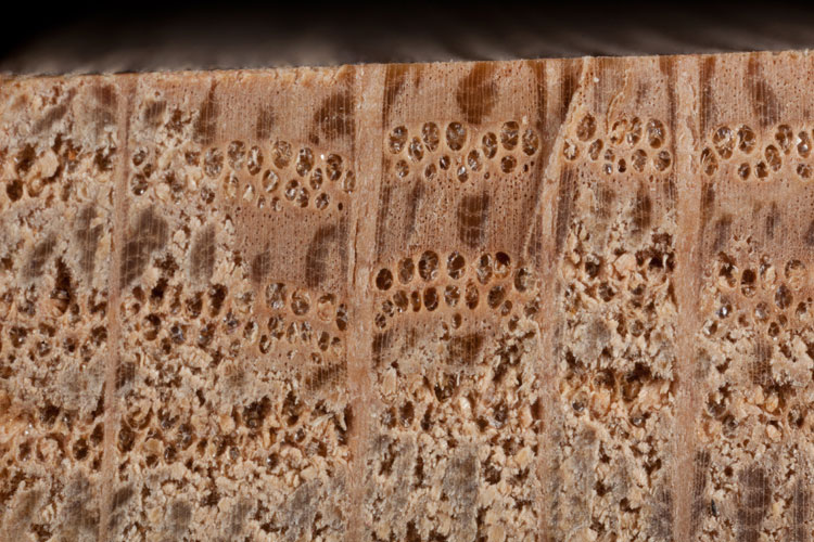 white oak wood