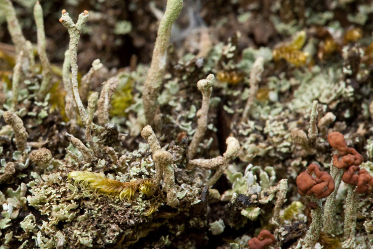 several Cladonia lichens on stump