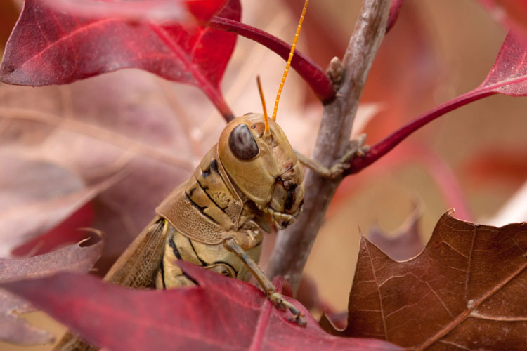 short-horned grasshopper