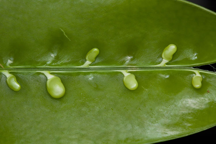 snow pea placentation