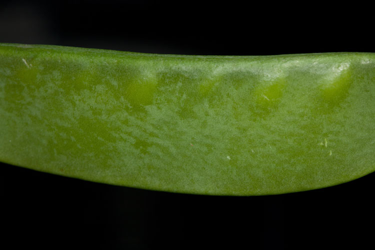 snow pea