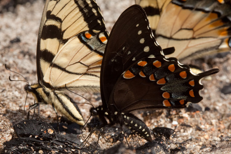 swallowtail butterflies