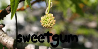 sweetgum