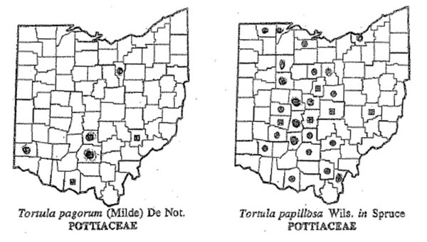 Tortula map