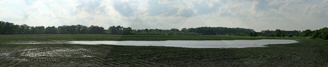 flooded field